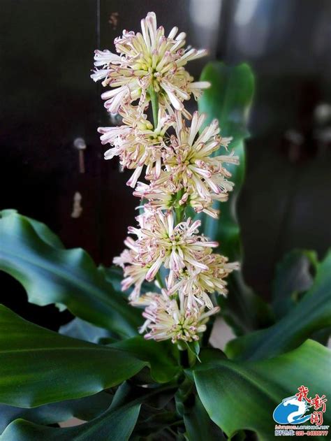 巴西 鐵樹開花 象徵 什麼|巴西鐵樹花開香氣襲人